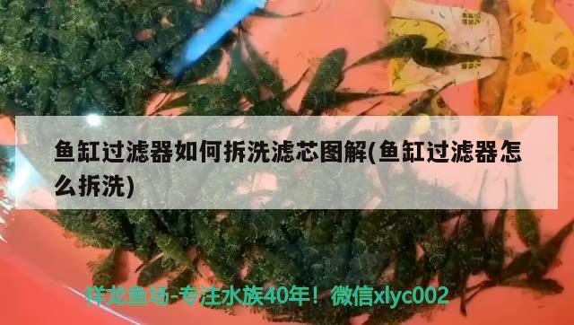 魚缸過濾器如何拆洗濾芯圖解(魚缸過濾器怎么拆洗) 水族用品