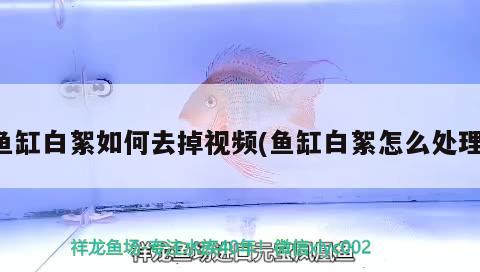 魚缸白絮如何去掉視頻(魚缸白絮怎么處理) 祥龍水族護理水