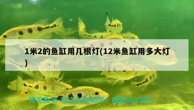 1米2的魚缸用幾根燈(12米魚缸用多大燈) 羅漢魚批發(fā)