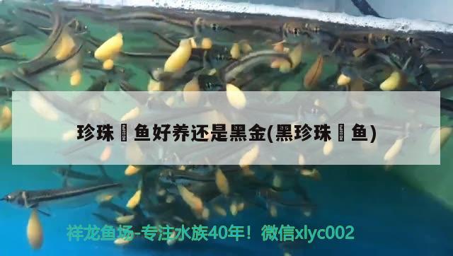 珍珠魟魚好養(yǎng)還是黑金(黑珍珠鳉魚)