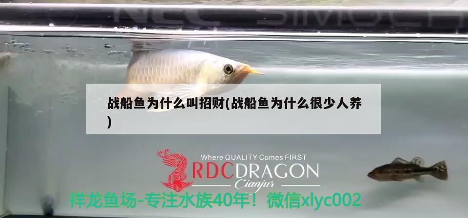 戰(zhàn)船魚為什么叫招財(cái)(戰(zhàn)船魚為什么很少人養(yǎng)) 觀賞魚