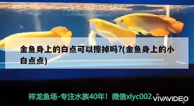 金魚身上的白點可以擦掉嗎?(金魚身上的小白點點) 觀賞魚