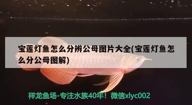 寶蓮燈魚怎么分辨公母圖片大全(寶蓮燈魚怎么分公母圖解)