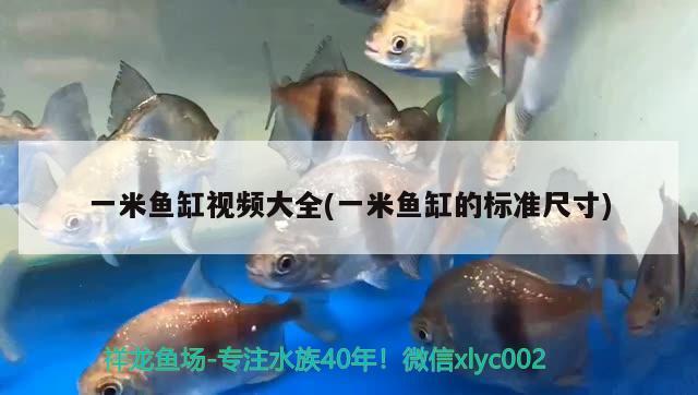 一米魚缸視頻大全(一米魚缸的標(biāo)準(zhǔn)尺寸)