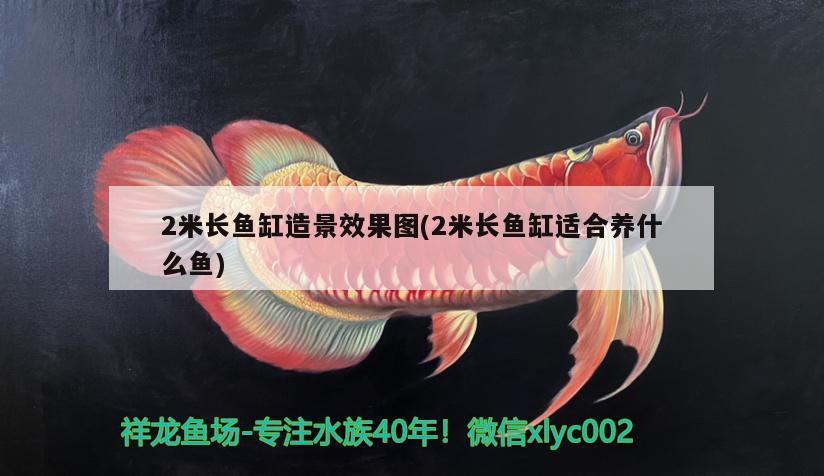 2米長(zhǎng)魚(yú)缸造景效果圖(2米長(zhǎng)魚(yú)缸適合養(yǎng)什么魚(yú)) 南美異形觀賞魚(yú)