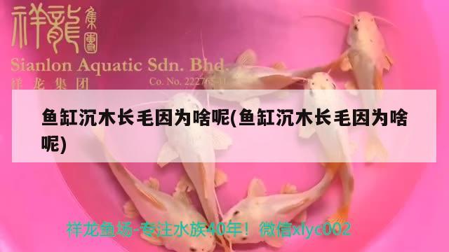 魚缸沉木長(zhǎng)毛因?yàn)樯赌?魚缸沉木長(zhǎng)毛因?yàn)樯赌?