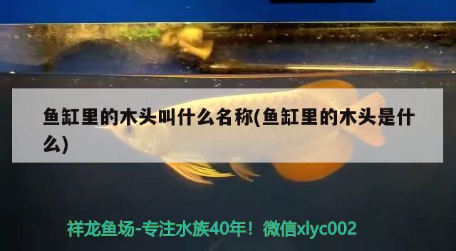 魚缸里的木頭叫什么名稱(魚缸里的木頭是什么) 祥龍龍魚專用水族燈