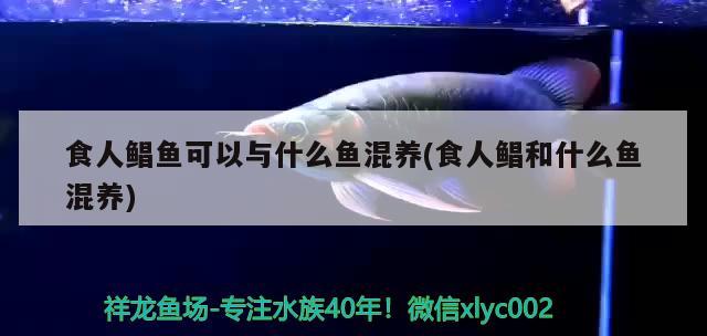 食人鯧魚可以與什么魚混養(yǎng)(食人鯧和什么魚混養(yǎng)) 觀賞魚