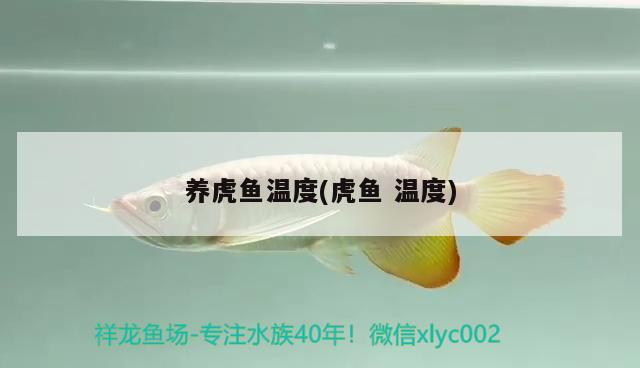 養(yǎng)虎魚溫度(虎魚溫度) 虎魚百科