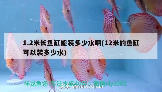 1.2米長魚缸能裝多少水啊(12米的魚缸可以裝多少水) 黑桃A魚苗