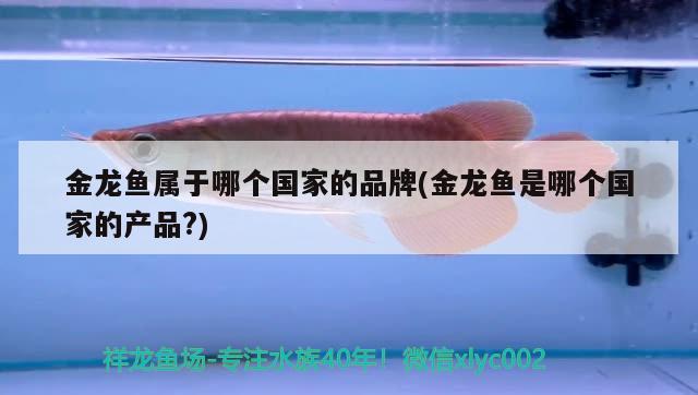 金龍魚屬于哪個國家的品牌(金龍魚是哪個國家的產(chǎn)品?)