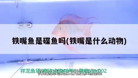 鐵嘴魚是碟魚嗎(鐵嘴是什么動物) 觀賞魚