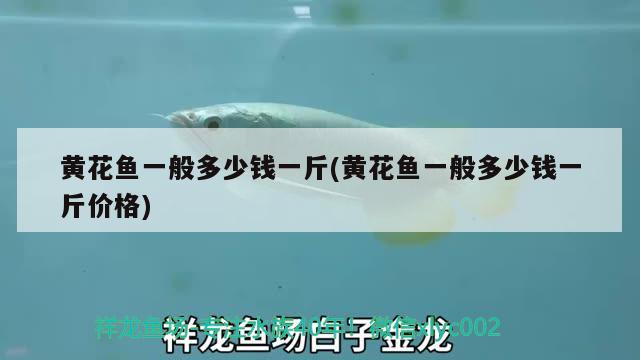 黃花魚一般多少錢一斤(黃花魚一般多少錢一斤價(jià)格)