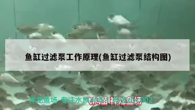 魚缸過濾泵工作原理(魚缸過濾泵結構圖)