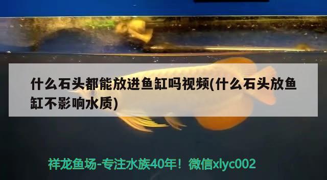 什么石頭都能放進(jìn)魚缸嗎視頻(什么石頭放魚缸不影響水質(zhì))