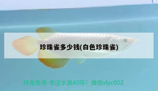 珍珠雀多少錢(白色珍珠雀) 觀賞魚