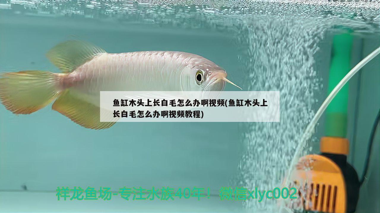 魚缸木頭上長白毛怎么辦啊視頻(魚缸木頭上長白毛怎么辦啊視頻教程)