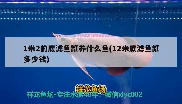 1米2的底濾魚缸養(yǎng)什么魚(12米底濾魚缸多少錢) 孵化器