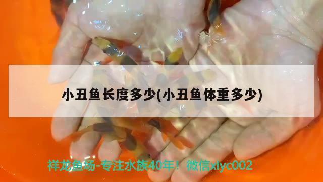 小丑魚長度多少(小丑魚體重多少)