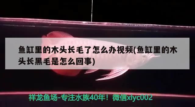 魚缸里的木頭長毛了怎么辦視頻(魚缸里的木頭長黑毛是怎么回事) 養(yǎng)魚知識