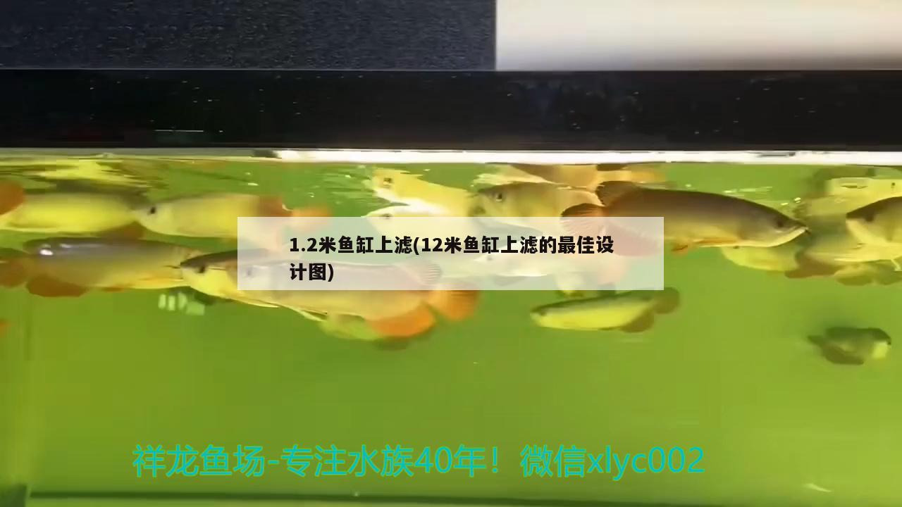 1.2米魚缸上濾(12米魚缸上濾的最佳設(shè)計圖)