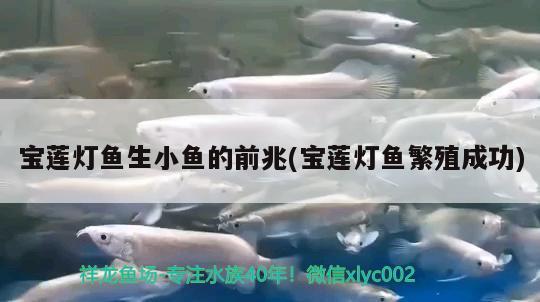 寶蓮燈魚生小魚的前兆(寶蓮燈魚繁殖成功)