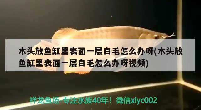 木頭放魚缸里表面一層白毛怎么辦呀(木頭放魚缸里表面一層白毛怎么辦呀視頻) 黑帝王魟魚