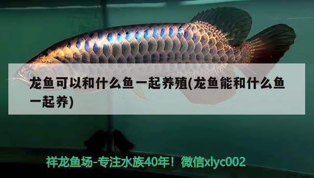 龍魚可以和什么魚一起養(yǎng)殖(龍魚能和什么魚一起養(yǎng)) 觀賞魚