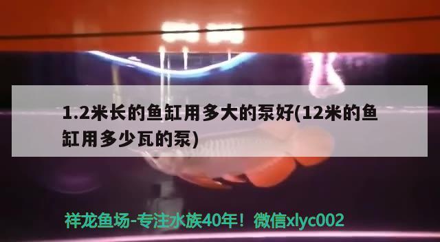 1.2米長(zhǎng)的魚(yú)缸用多大的泵好(12米的魚(yú)缸用多少瓦的泵) 一眉道人魚(yú)苗