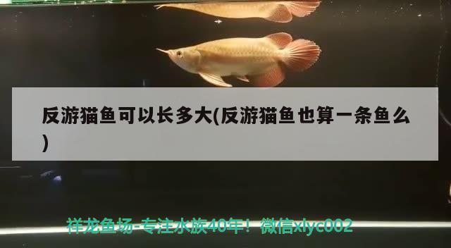 反游貓魚可以長(zhǎng)多大(反游貓魚也算一條魚么)