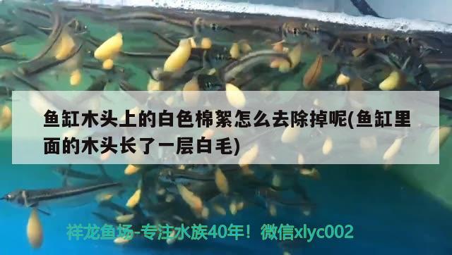 魚缸木頭上的白色棉絮怎么去除掉呢(魚缸里面的木頭長了一層白毛) 撒旦鴨嘴魚