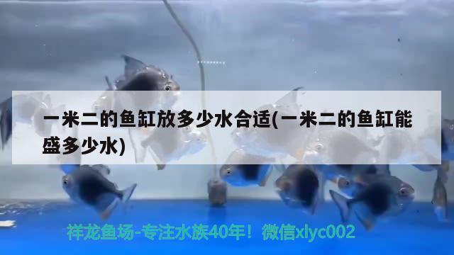 一米二的魚缸放多少水合適(一米二的魚缸能盛多少水)