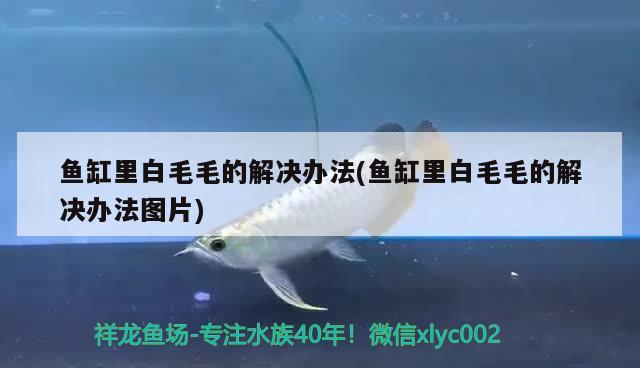 魚缸里白毛毛的解決辦法(魚缸里白毛毛的解決辦法圖片)