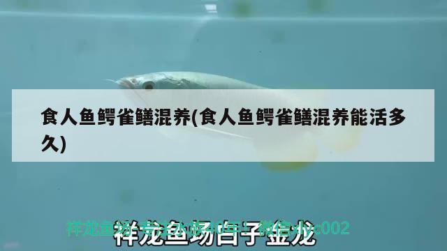 食人魚鱷雀鱔混養(yǎng)(食人魚鱷雀鱔混養(yǎng)能活多久)