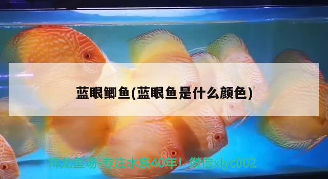 藍眼鯽魚(藍眼魚是什么顏色)