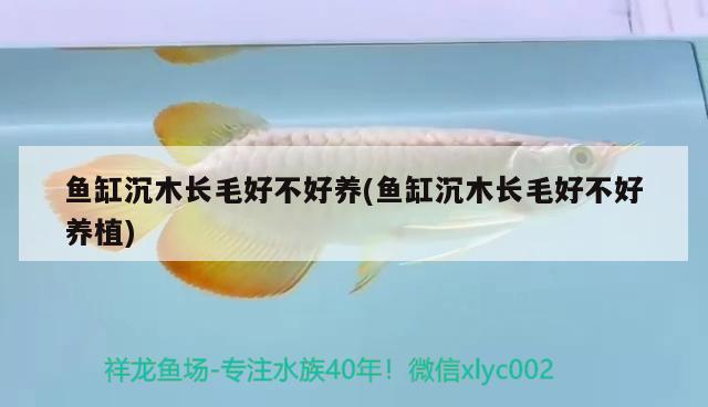 魚缸沉木長毛好不好養(yǎng)(魚缸沉木長毛好不好養(yǎng)植) 大白鯊魚苗