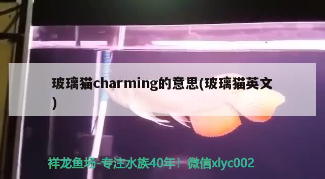 玻璃貓charming的意思(玻璃貓英文)