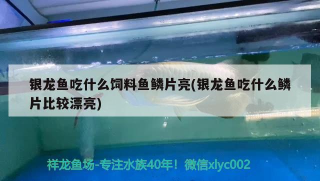 銀龍魚吃什么飼料魚鱗片亮(銀龍魚吃什么鱗片比較漂亮) 銀龍魚