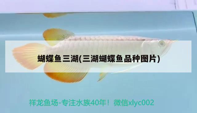 蝴蝶魚三湖(三湖蝴蝶魚品種圖片) 蝴蝶鯉