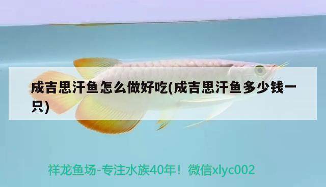 成吉思汗魚(yú)怎么做好吃(成吉思汗魚(yú)多少錢一只)