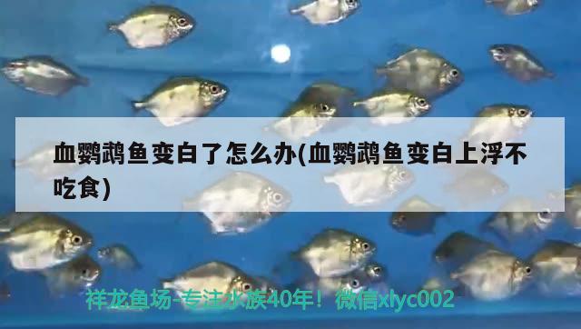 血鸚鵡魚變白了怎么辦(血鸚鵡魚變白上浮不吃食)