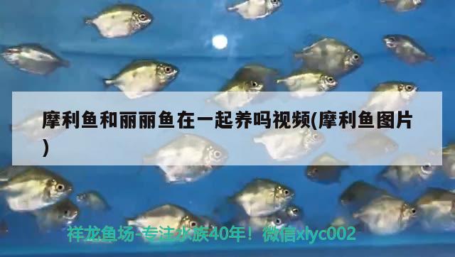 摩利魚和麗麗魚在一起養(yǎng)嗎視頻(摩利魚圖片)