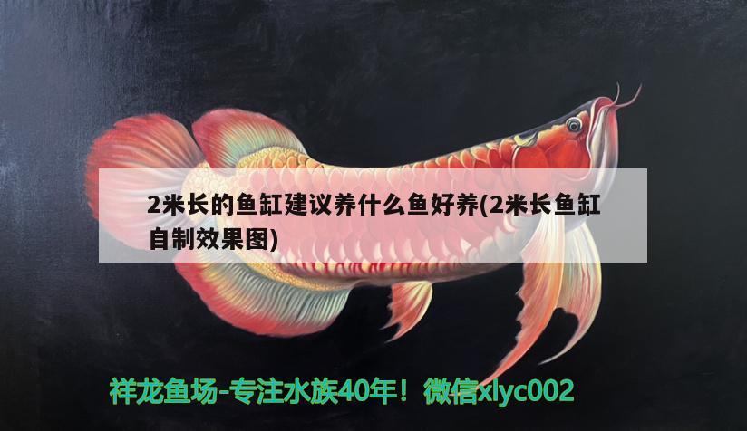 2米長(zhǎng)的魚缸建議養(yǎng)什么魚好養(yǎng)(2米長(zhǎng)魚缸自制效果圖)