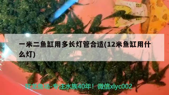 一米二魚缸用多長燈管合適(12米魚缸用什么燈)