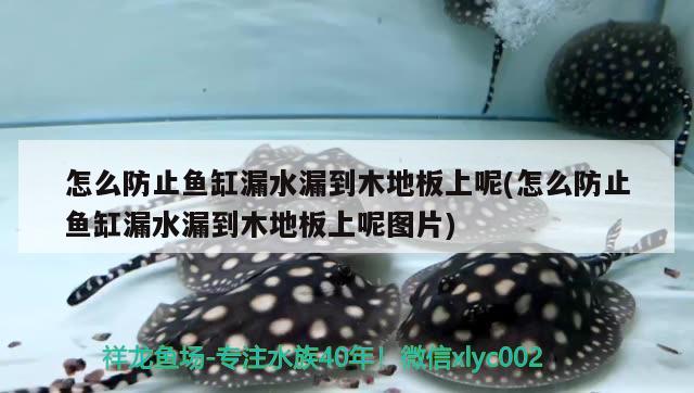 怎么防止魚缸漏水漏到木地板上呢(怎么防止魚缸漏水漏到木地板上呢圖片)