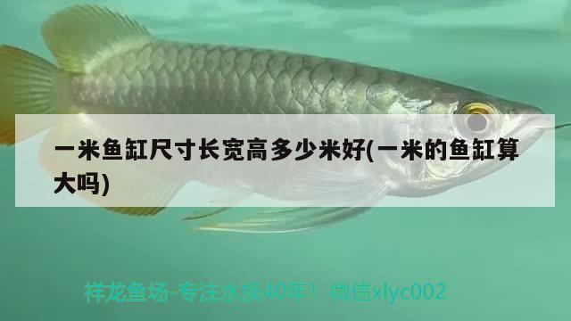 一米魚缸尺寸長(zhǎng)寬高多少米好(一米的魚缸算大嗎) 黃金達(dá)摩魚