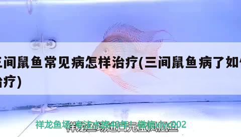 三間鼠魚常見病怎樣治療(三間鼠魚病了如何治療) 三間鼠魚