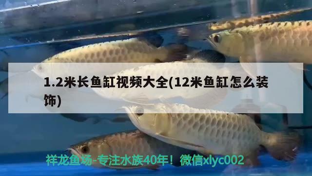 1.2米長魚缸視頻大全(12米魚缸怎么裝飾)