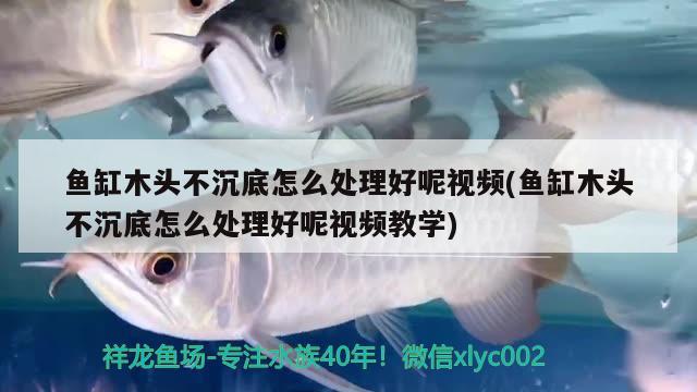 魚缸木頭不沉底怎么處理好呢視頻(魚缸木頭不沉底怎么處理好呢視頻教學(xué)) 肥料