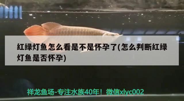 紅綠燈魚(yú)怎么看是不是懷孕了(怎么判斷紅綠燈魚(yú)是否懷孕)